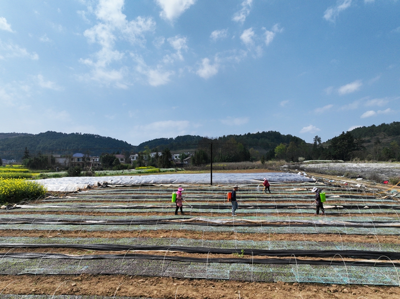 独山县高坪村甜玉米育苗正当时。