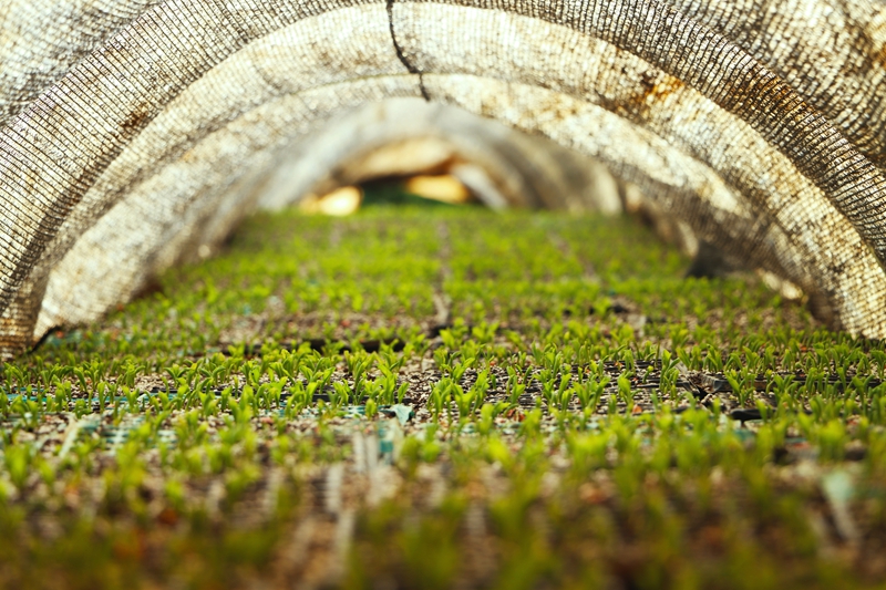 独山县高坪村甜玉米育苗正当时。