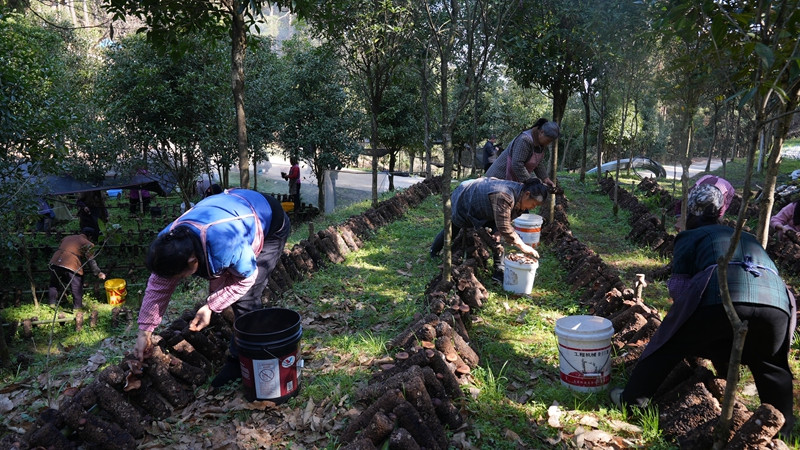 馬桑菌採摘中（楊亞旭 攝）.JPG