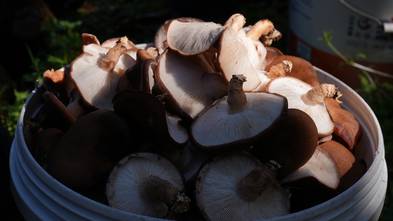 採摘下來的馬桑菌（楊亞旭 攝）.JPG