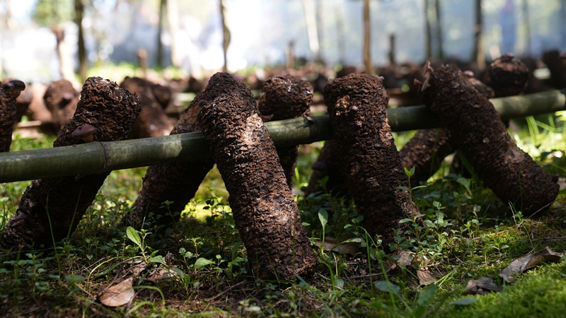 菌包1（楊亞旭 攝）.JPG