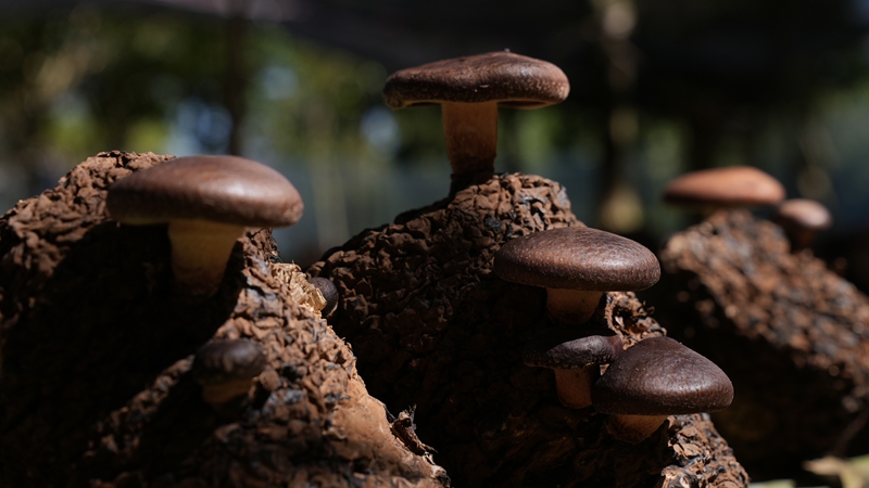 帶採摘的馬桑菌（孫磊 攝）.JPG