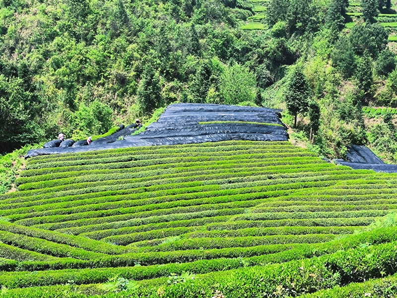 2.高標准抹茶基地。.jpg