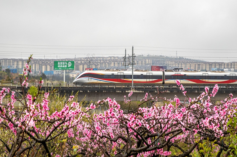3月16日，一列动车组列车从成贵高铁贵州省黔西市境内的桃花林旁驶过。