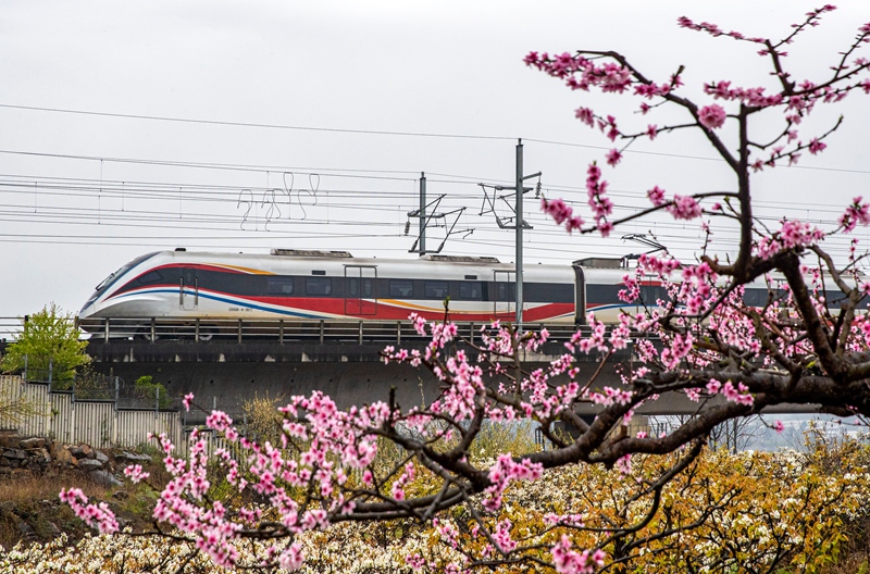 3月16日，一列动车组列车从成贵高铁贵州省黔西市境内的桃花林旁驶过。