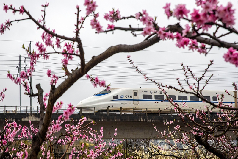 3月16日，一列动车组列车从成贵高铁贵州省黔西市境内的桃花林旁驶过。