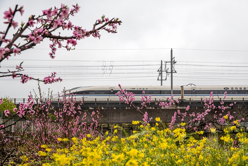 3月16日，一列动车组列车从成贵高铁贵州省黔西市境内的桃花林旁驶过。