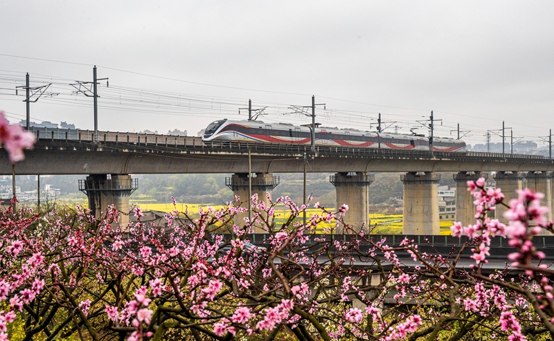 3月16日，一列动车组列车从成贵高铁贵州省黔西市境内的桃花林旁驶过。