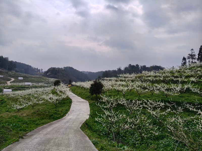 圖為：青脆李基地圖片