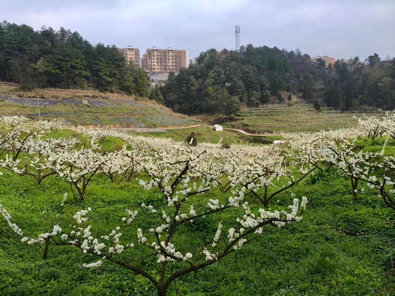 圖為：青脆李基地李花盛開