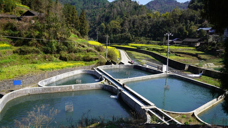 貴州思南：冷水魚游向海內外.jpg