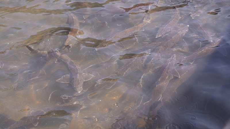 思南冷水魚游向海內外。