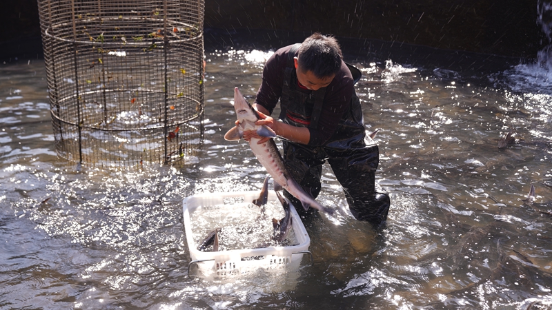 思南冷水魚游向海內外。