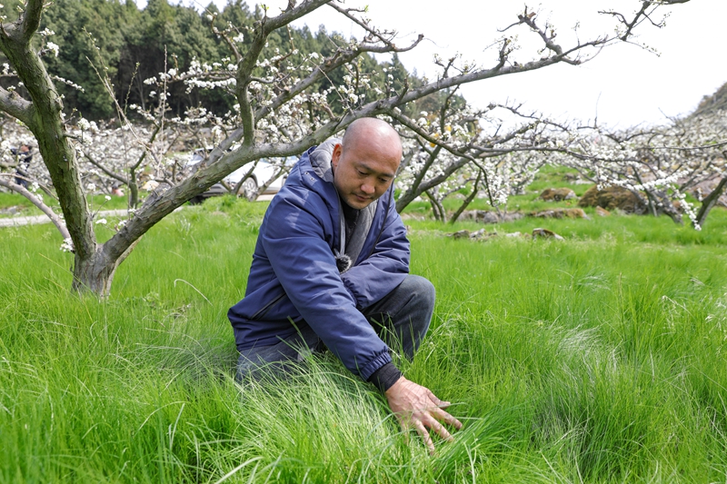 脆紅李樹下種植鼠毛草抑制雜草生長。