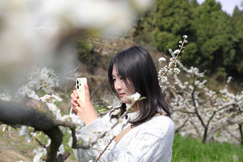 七星關區龍場營鎮元岩村脆紅李基地，漫山遍野的李花競相綻放，游客在拍照留念。