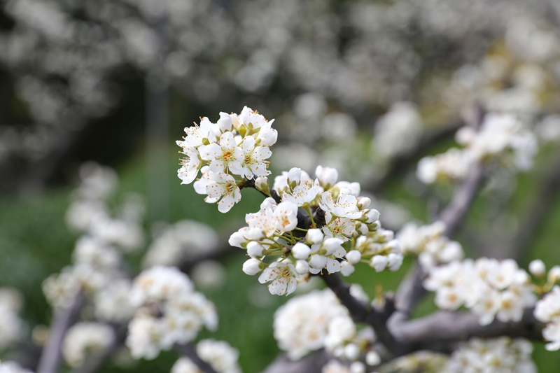 七星關區龍場營鎮元岩村脆紅李基地，漫山遍野的李花競相綻放。