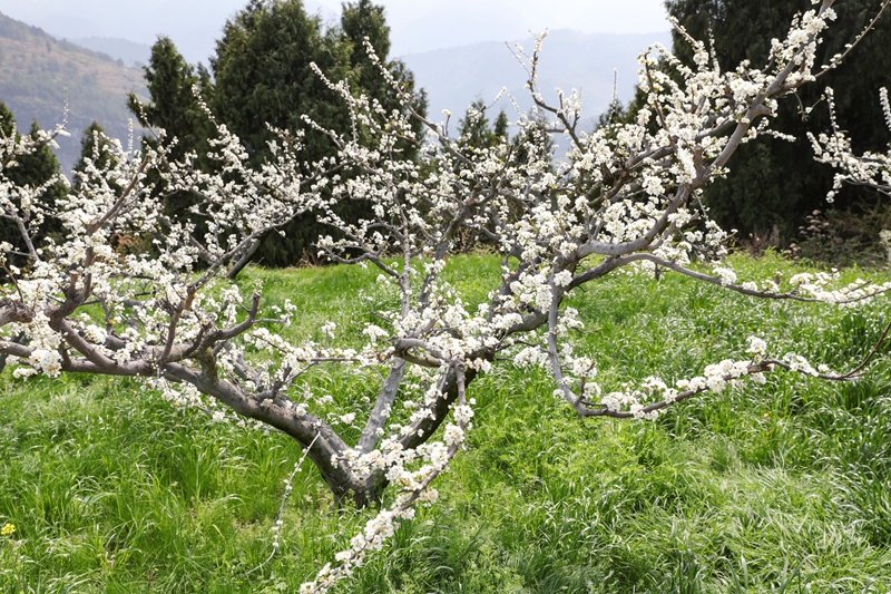 七星關區龍場營鎮元岩村脆紅李基地，漫山遍野的李花競相綻放。