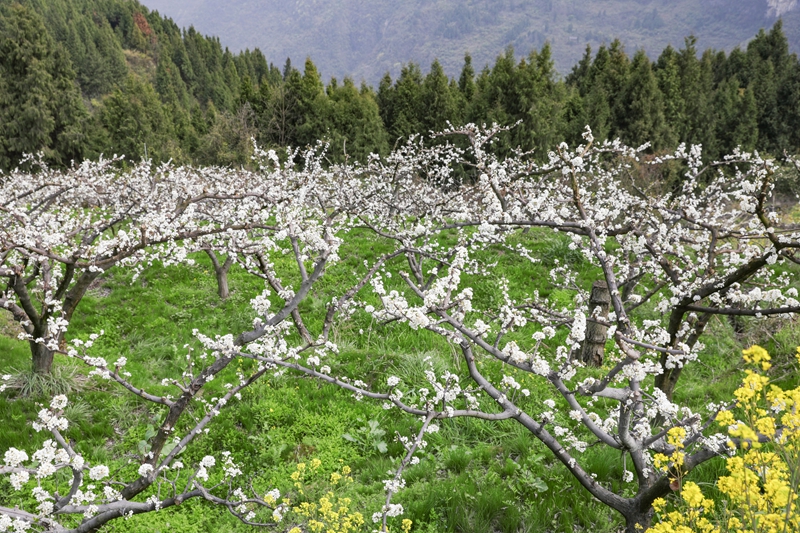 七星關區龍場營鎮元岩村脆紅李基地，漫山遍野的李花競相綻放。
