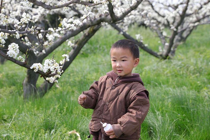 七星關區龍場營鎮元岩村脆紅李基地，漫山遍野的李花競相綻放，孩童在樹下玩耍。