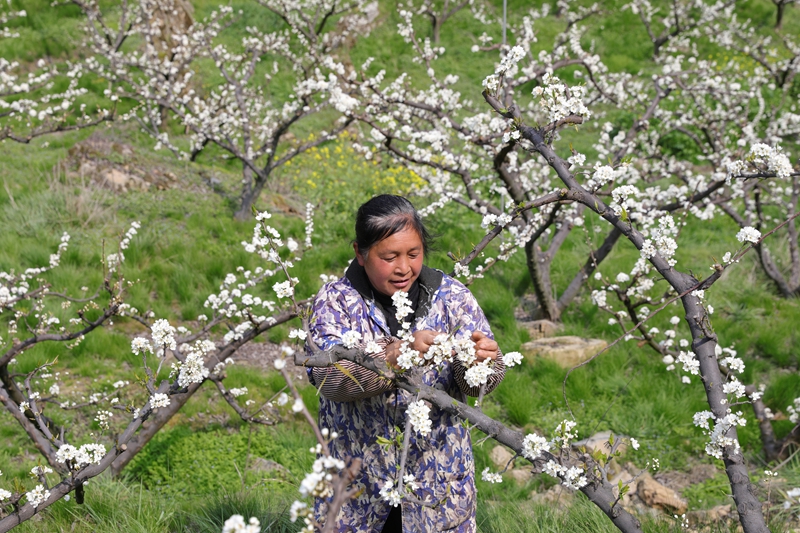 七星關區龍場營鎮元岩村脆紅李基地，漫山遍野的李花競相綻放，農戶正在疏花。