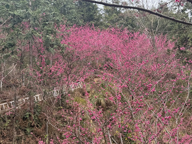 图为：盛开的腊春红花1