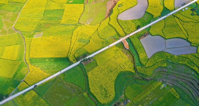 图为：底窝坝菜花