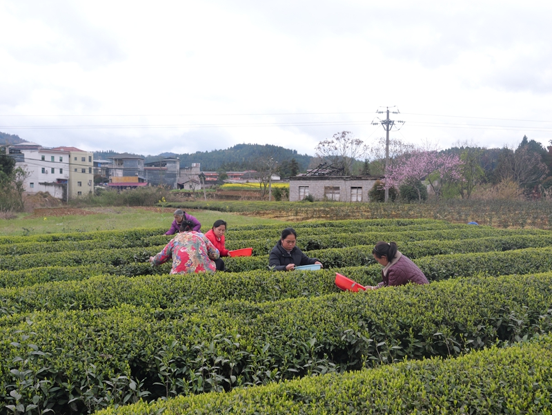 茶农采茶。