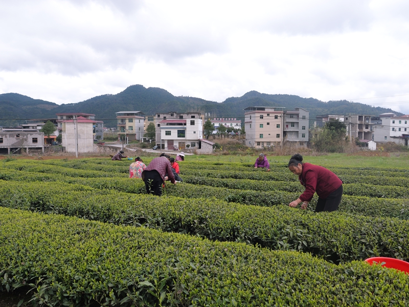 茶农采茶。