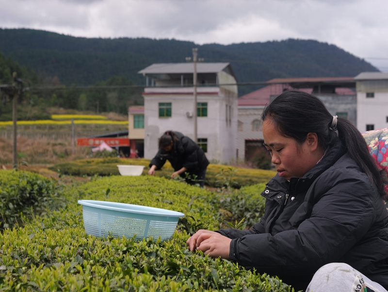 茶农采茶。