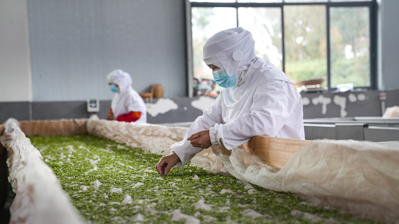 茶香溢山間 助農增收忙。