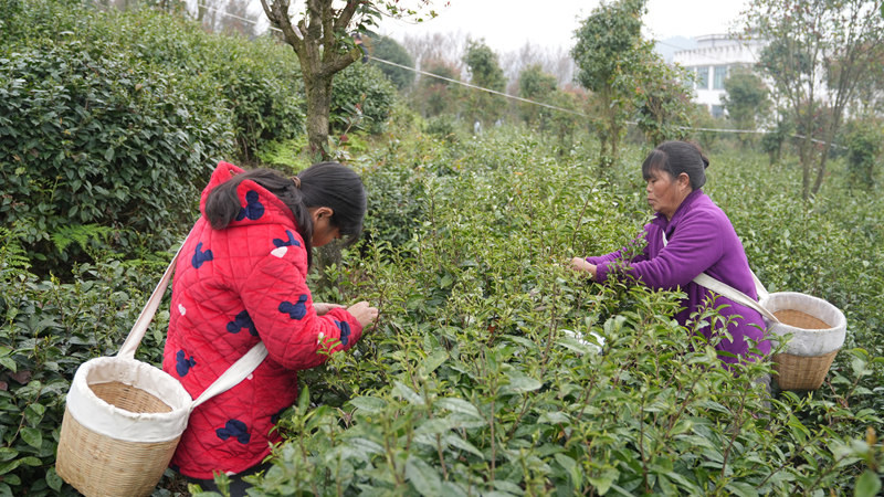 茶香溢山間 助農增收忙。