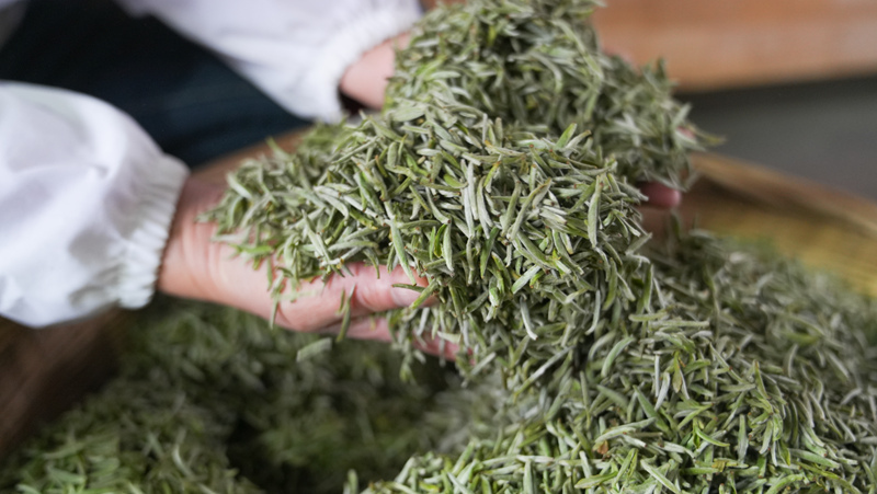 茶香溢山間 助農增收忙。