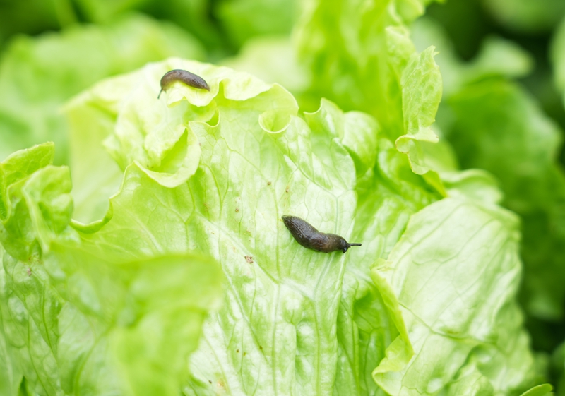 2026年3月18日,貴州省畢節市納雍縣玉龍壩果幾蓋社區大棚蔬菜基地,生菜上遭到蛞蝓(鼻涕虫)害。 楊英 攝.jpg