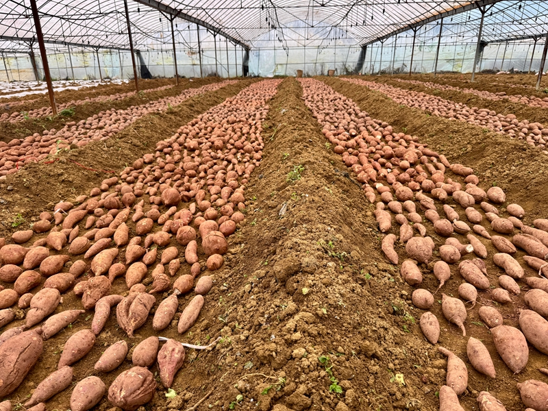 红薯育苗。