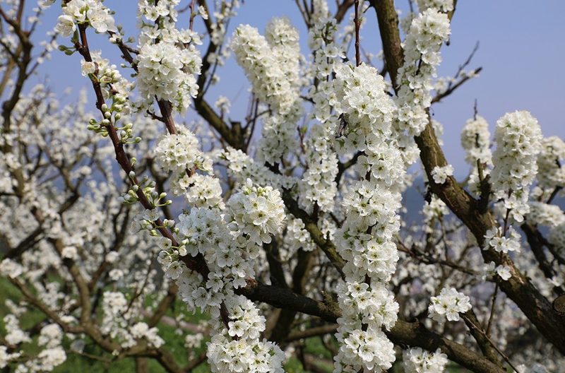 李花盛放 (2).jpg