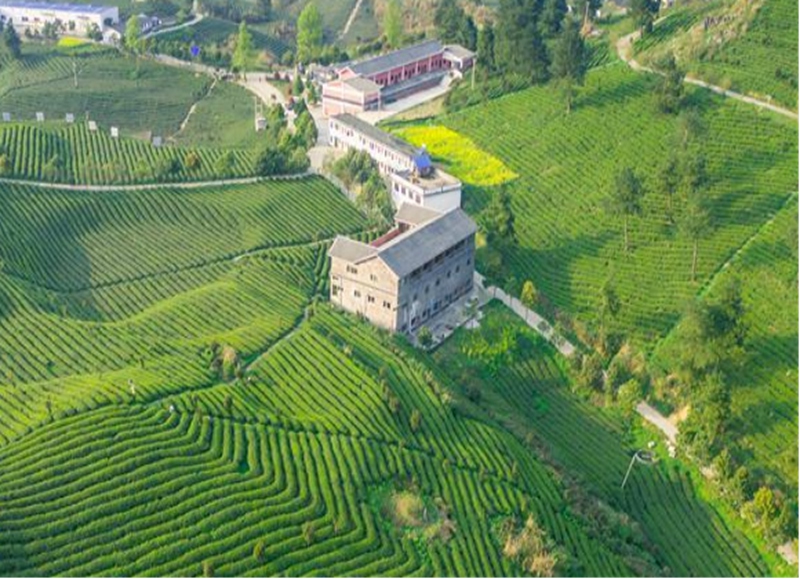 开阳县龙岗镇坝子村南贡河茶园