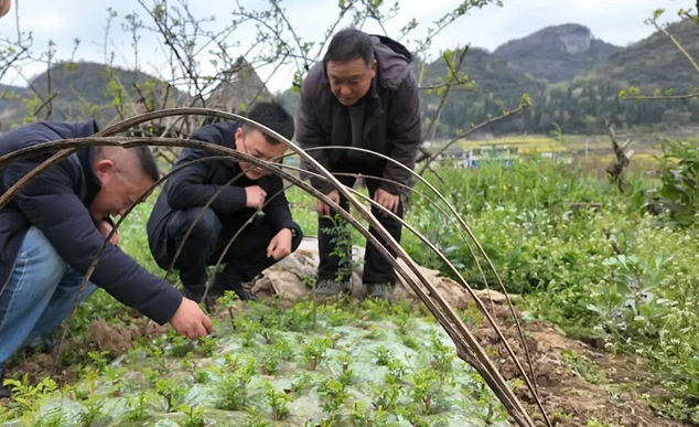 1 图为安顺市农科院果树专家团队走进普定县马官镇裕源鼎金刺梨种植进行管护技术指导。