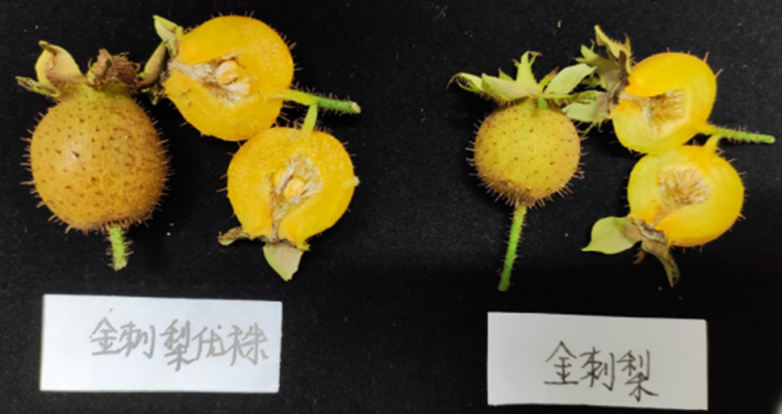 安顺市农科院果树专家团队走进普定县马官镇裕源鼎金刺梨种植进行管护技术指导