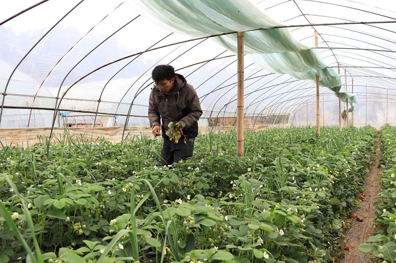 赫章縣七家灣街道雙山村草莓園負責人在進行修葉管護 王衛 攝