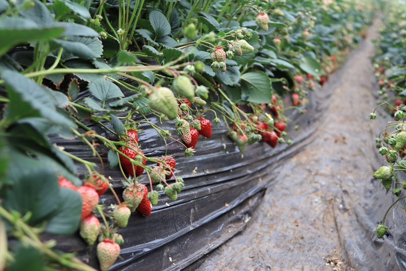 赫章县七家湾街道双山村草莓园长势喜人的草莓 王卫 摄