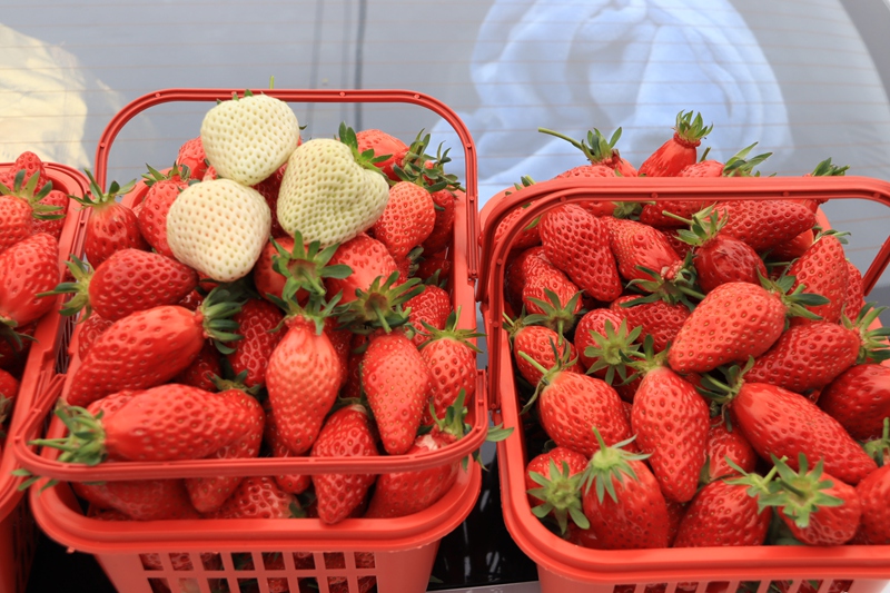 赫章县七家湾街道游客采摘草莓园采摘草莓 王卫 摄