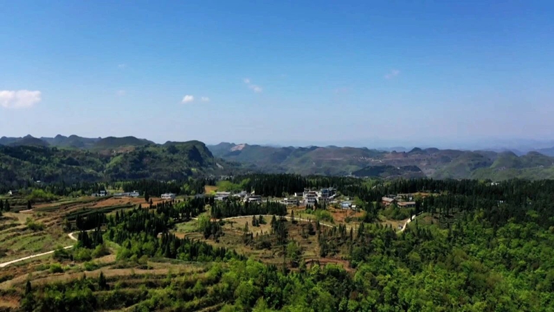 1 图为茶叶种植基地
