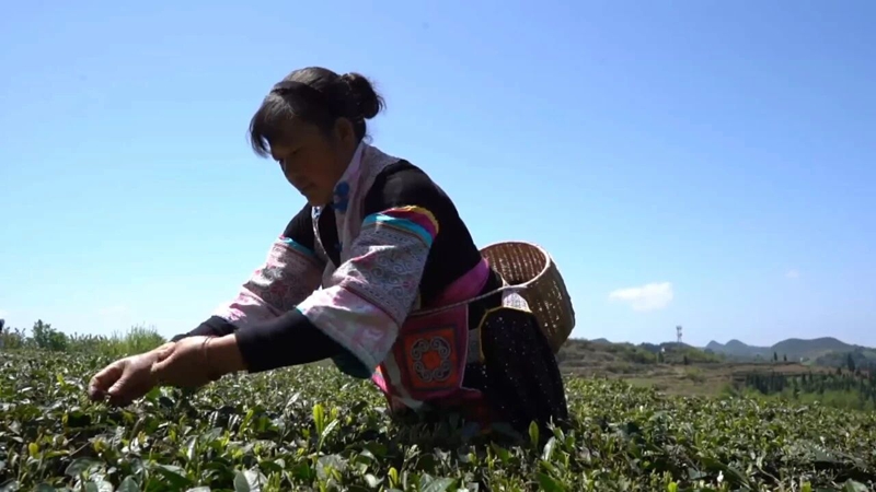 2 图为茶农正采摘茶叶