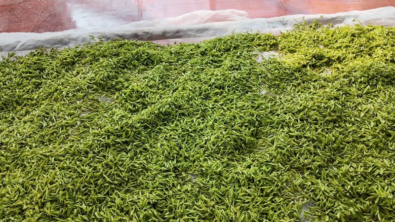 3 图为采摘回来的茶青进行探凉。