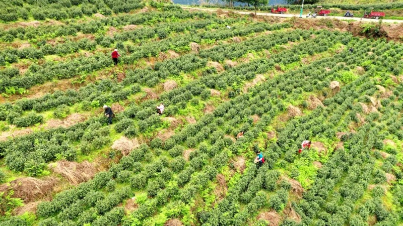层层梯田茶垄间,村民们抢抓农时采摘春芽。刁苓沙 摄