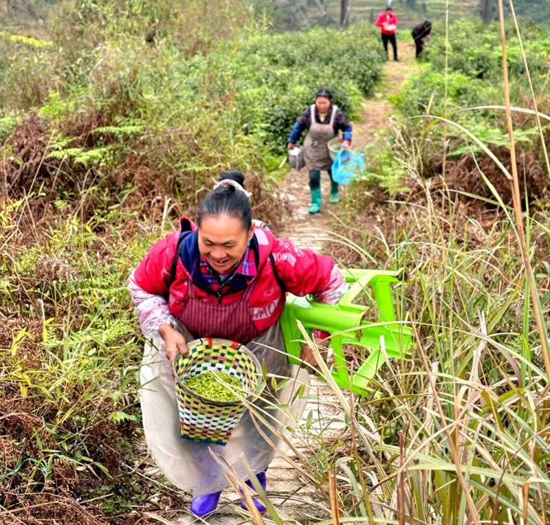茶农满载鲜茶下山,步履轻快笑意满盈。刁苓沙 摄