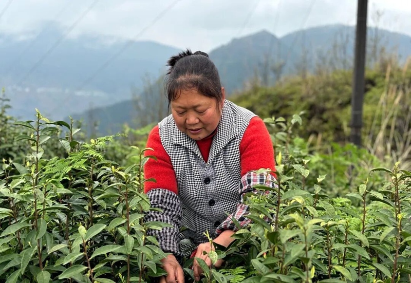 指尖轻捻新芽,茶农专注采收春日第一缕鲜。刁苓沙 摄