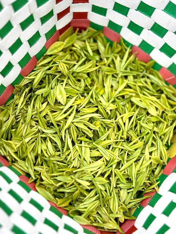 竹篓盛满嫩绿芽尖,满是春日丰收的喜悦。刁苓沙 摄