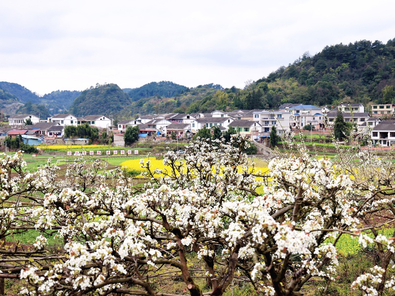 修文县谷堡镇折溪村3000余亩金秋梨进入盛花期。姜继恒 摄