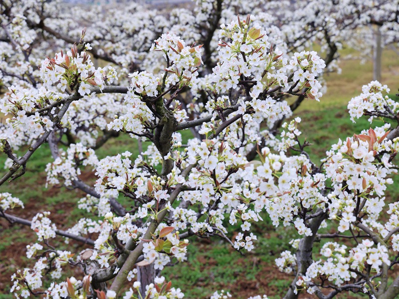 梨花 。王叶子 摄